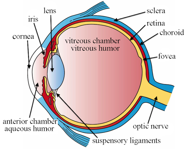 a diagram of the human eye